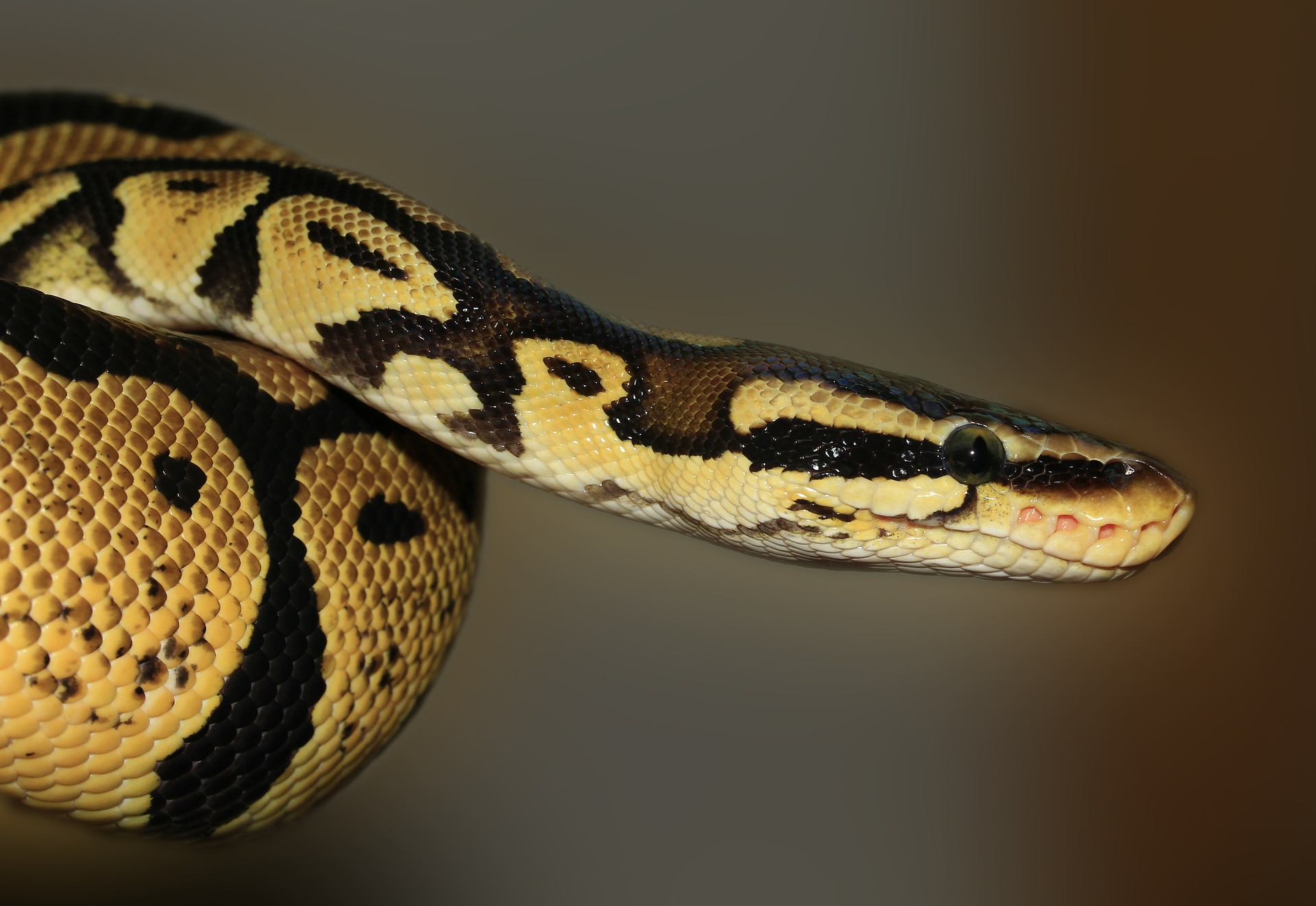 snake-419043_1920
